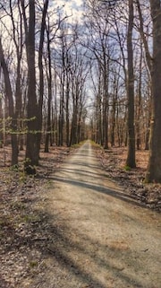 Frankfurt City Forest